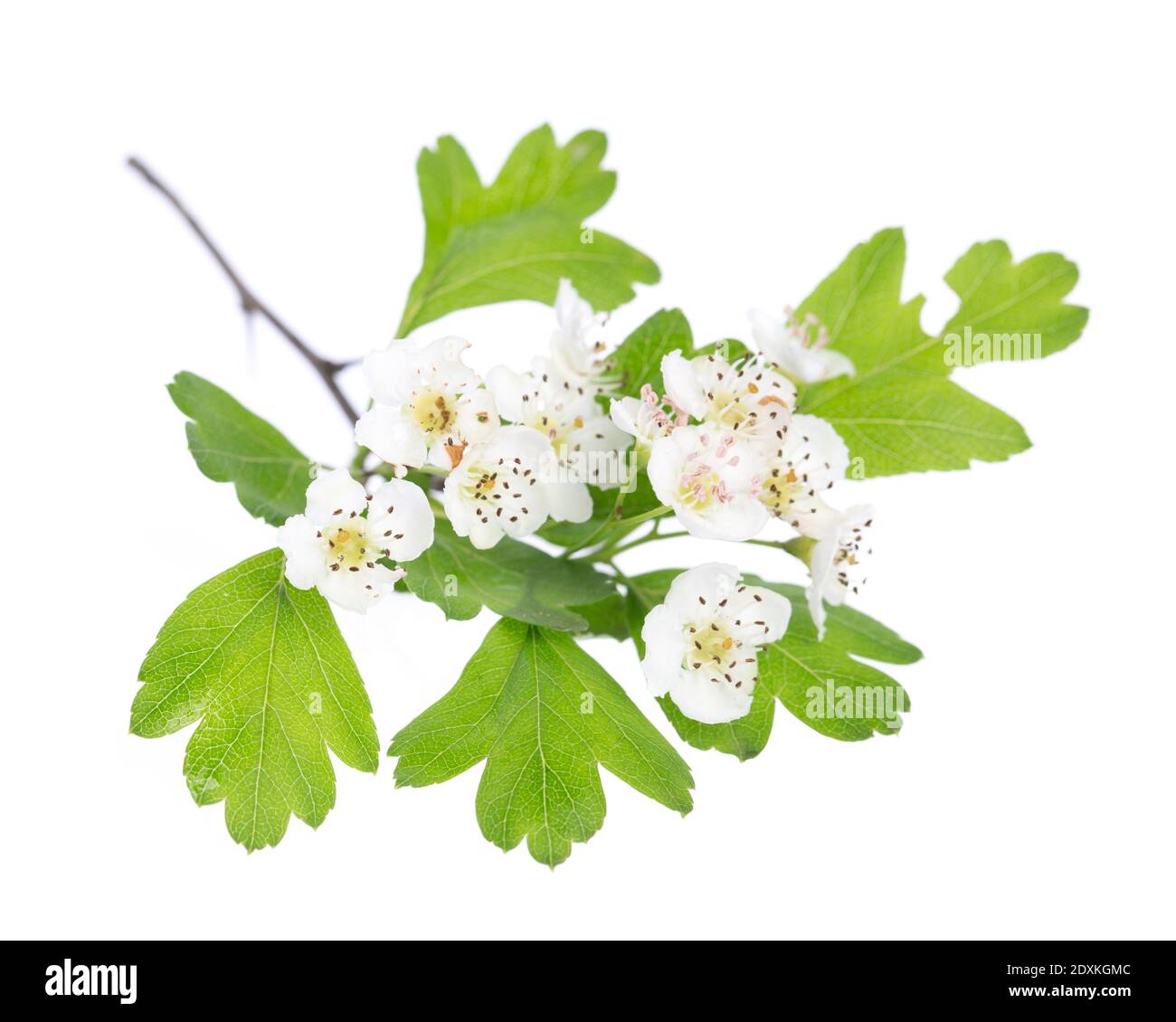 healing plants: Hawthorn (Crataegus monogyna) flowers and leaves on white background Stock Photo