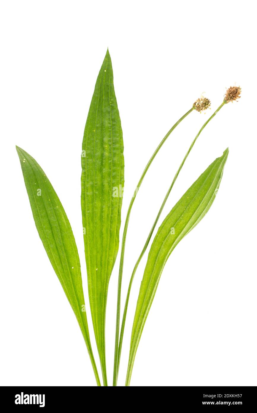 healing plants: Ribwort Plantain (Plantago lanceolata) leaves and flowers on white Stock Photo