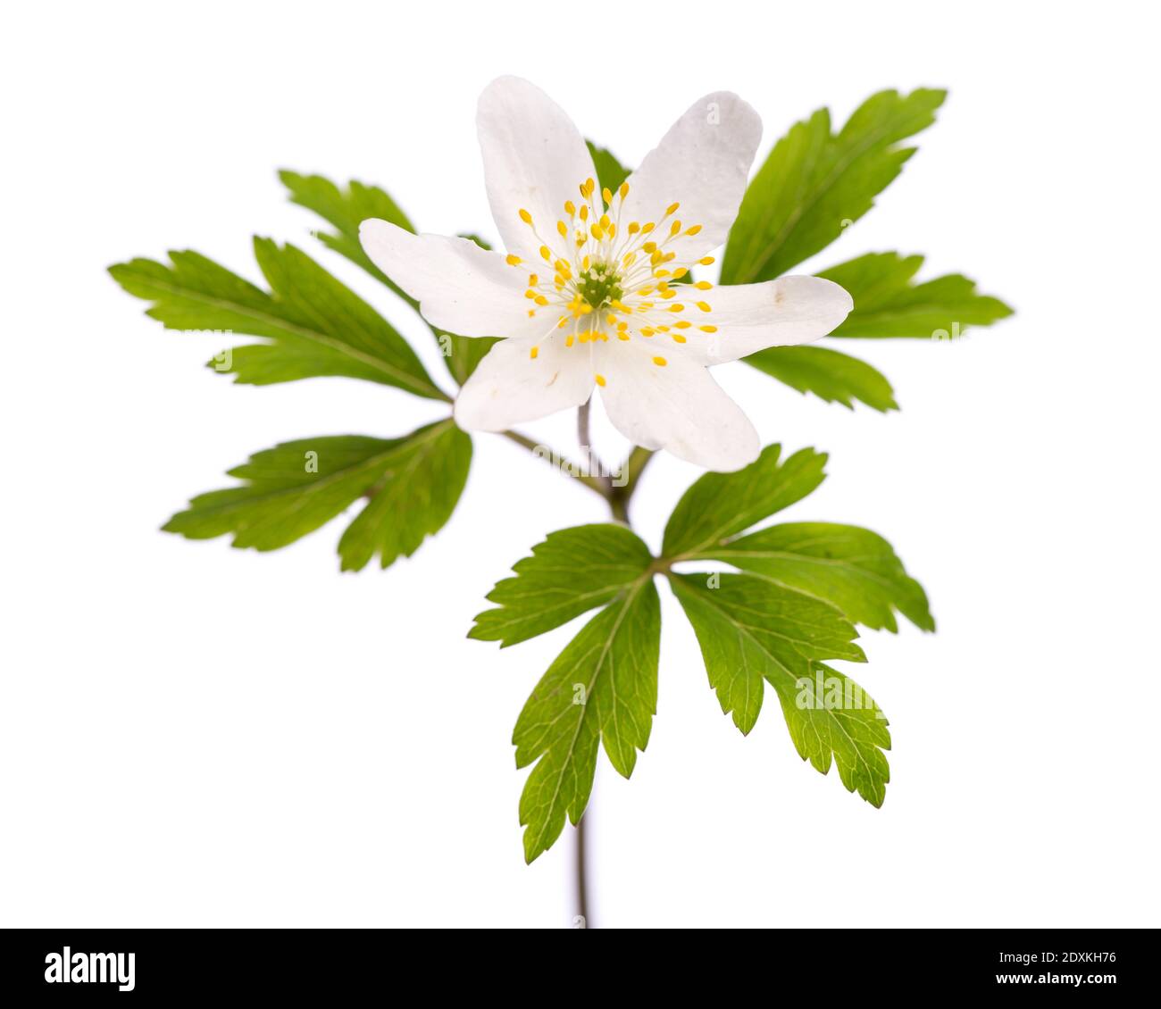 plant studies: Wood Anemone (Anemone nemorosa) Stock Photo