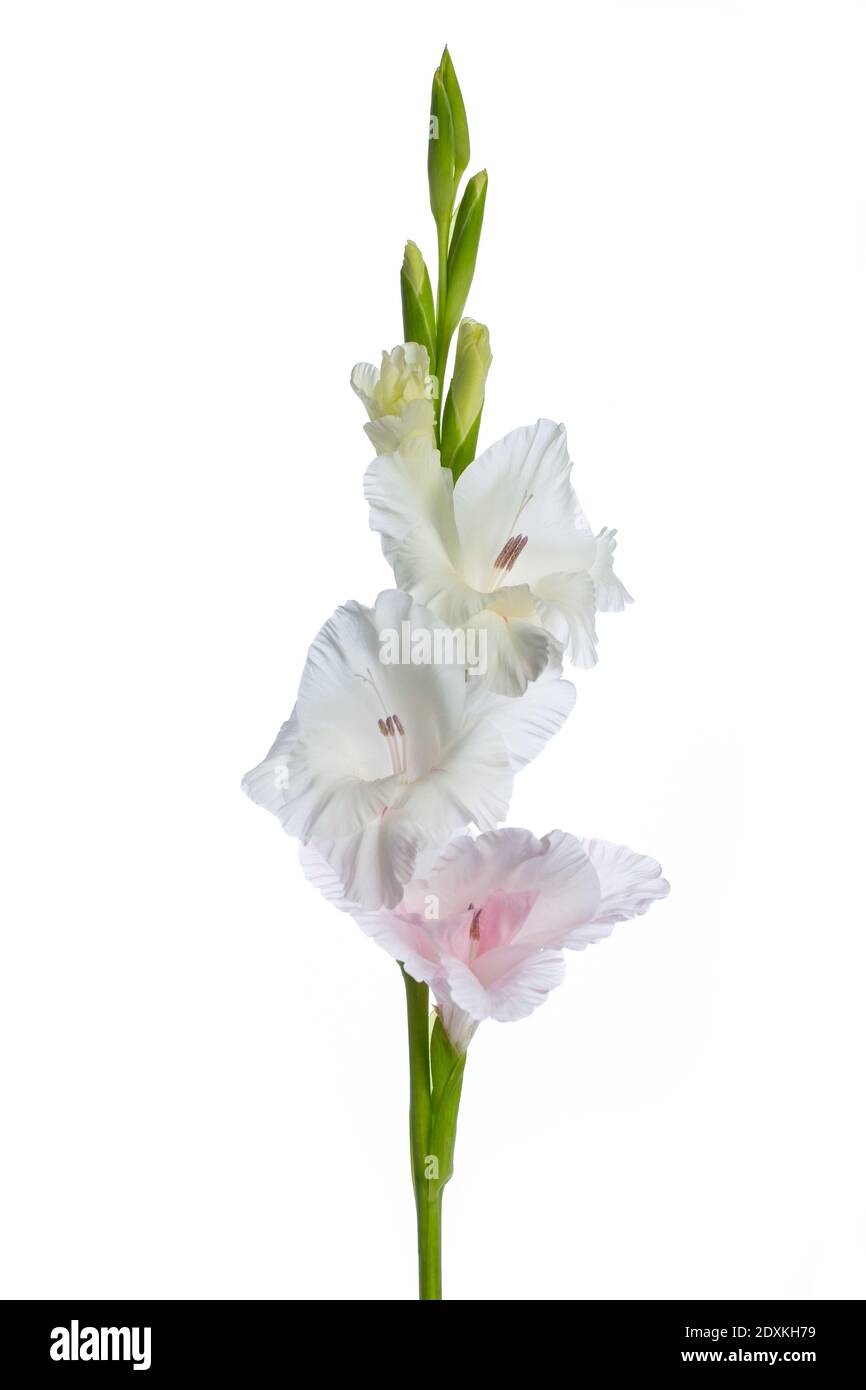 White gladiolus on white background Stock Photo