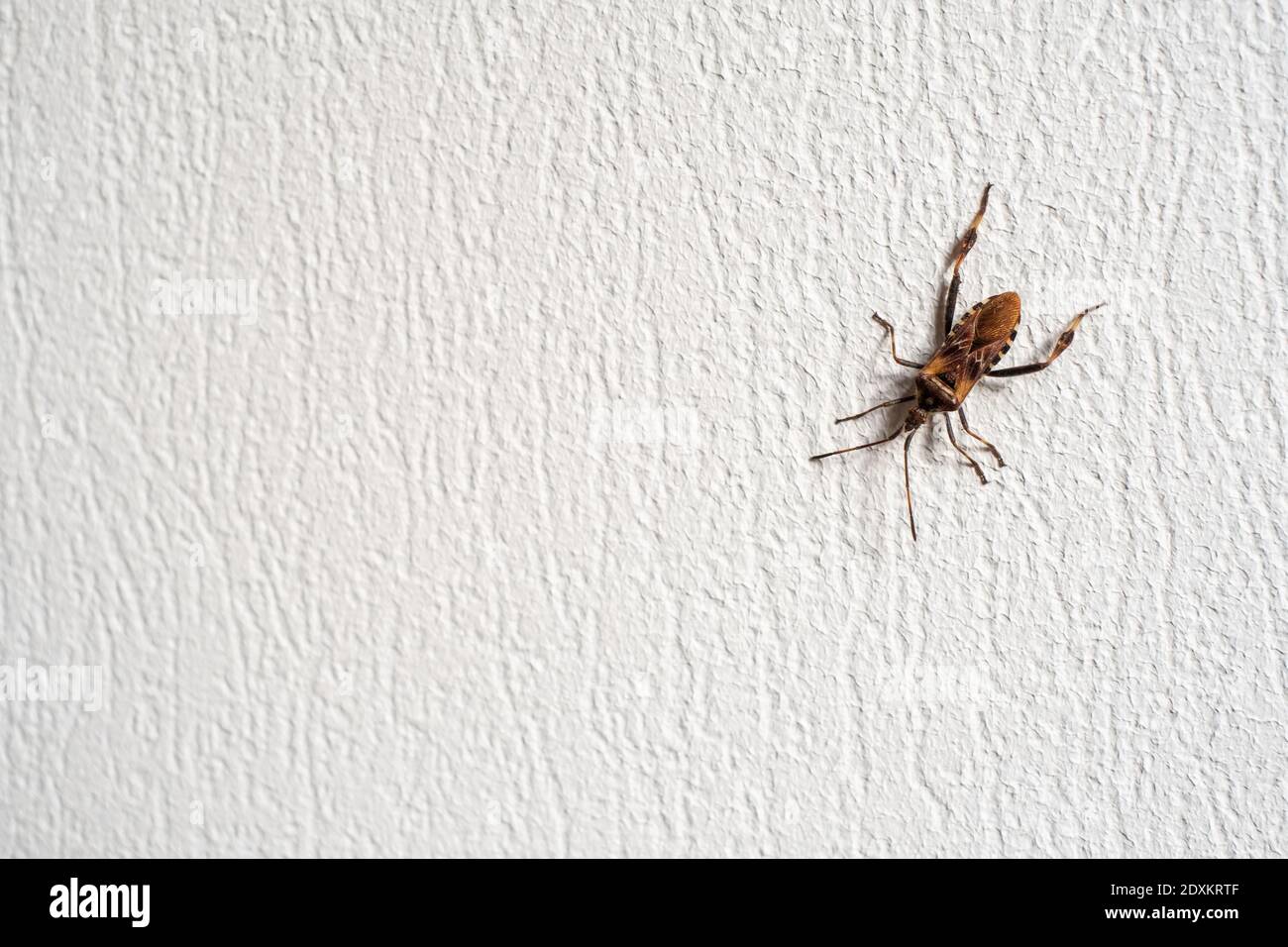 Bug crawling on rough wall Stock Photo - Alamy