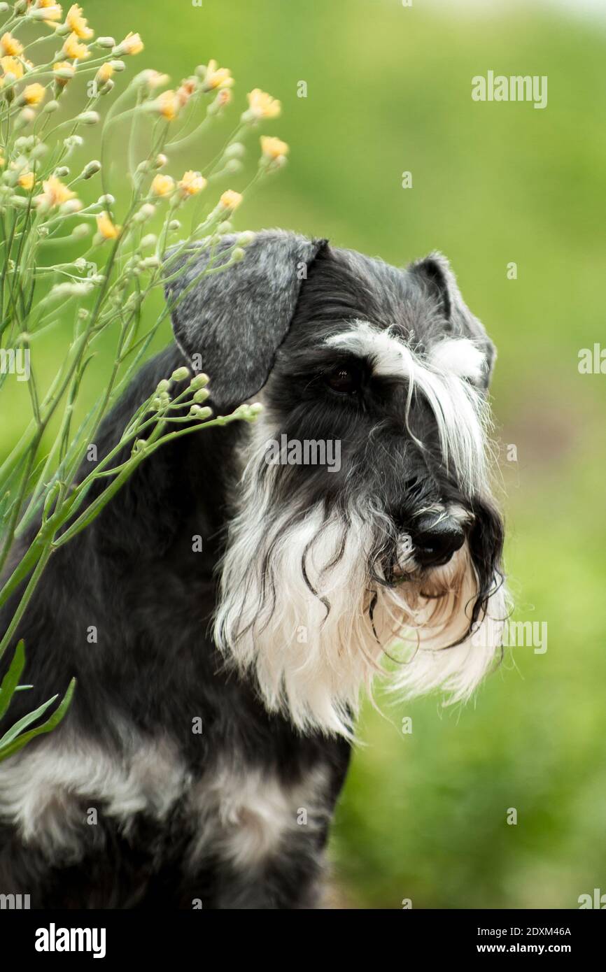 Miniature Schnauzer High Resolution Stock Photography And Images Alamy