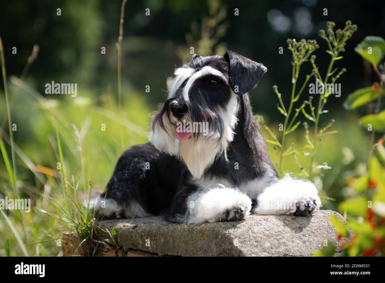 Miniature schnauzer dog laying with his tongue out in green grass in summer outdoors on a sunny day Stock Photo