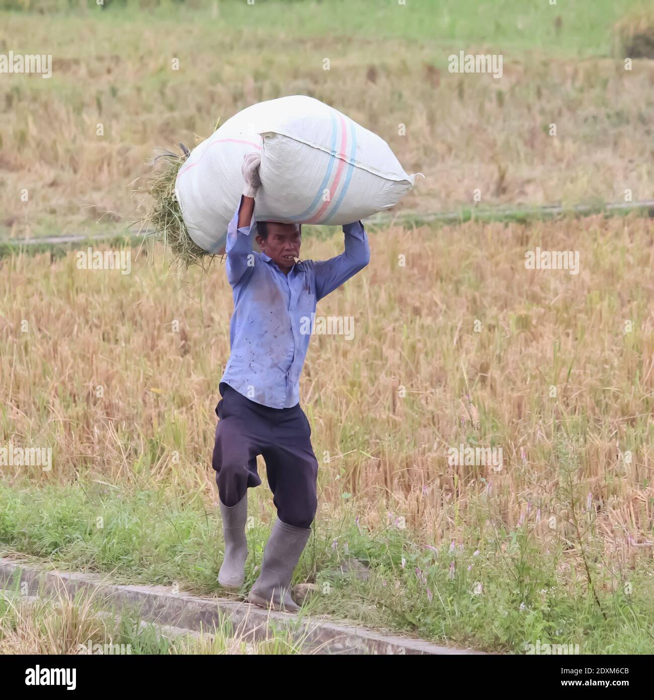 Agriculture carrying sack hires stock photography and images Alamy