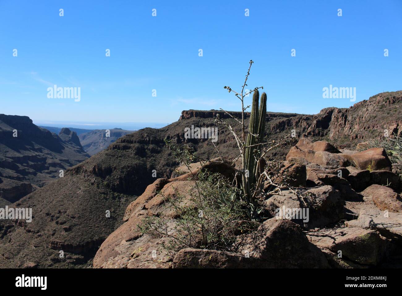 Saguaro cacti in the semidesert of Baja California Sur, Mexico Stock