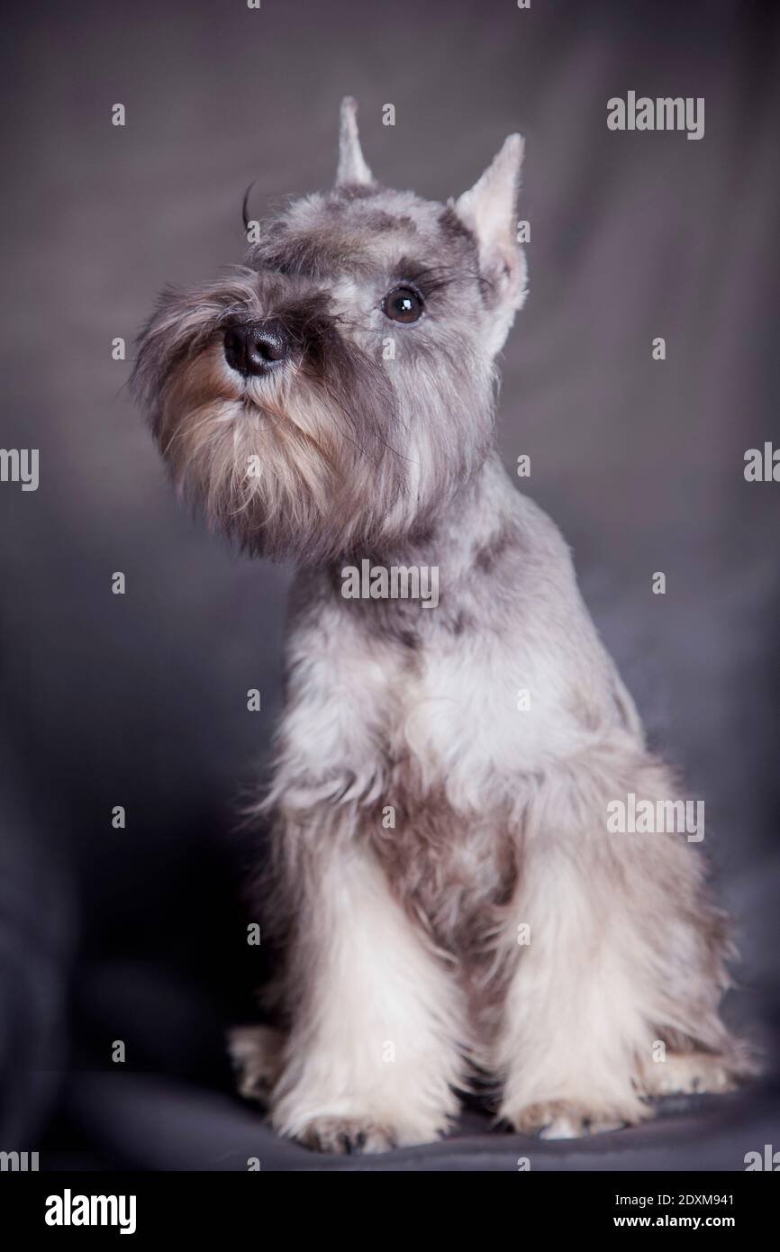 Dog miniature schnauzer color 'pepper and salt', sitting on a gray background indoors in the studio Stock Photo