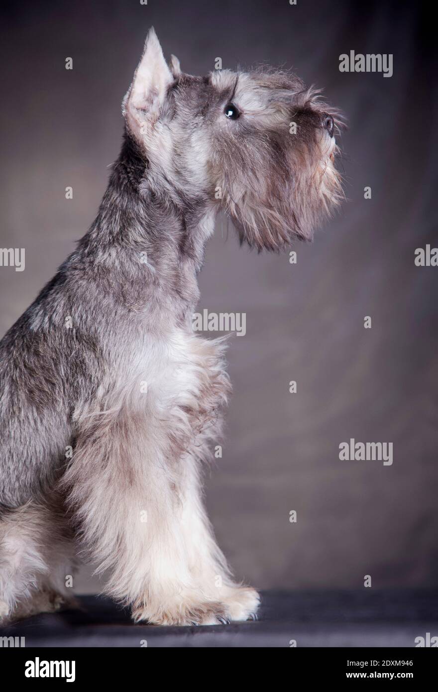 Puppy in profile, miniature schnauzer of the color 'pepper and salt', sitting on a gray background indoors in the studio Stock Photo