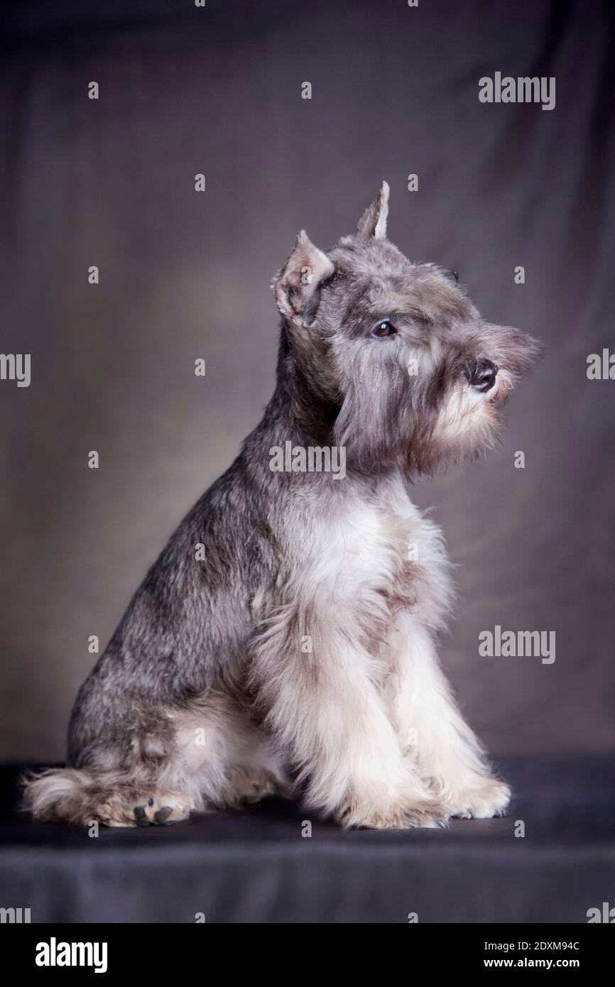 Puppy in profile, miniature schnauzer of the color 'pepper and salt', sitting on a gray background indoors in the studio Stock Photo