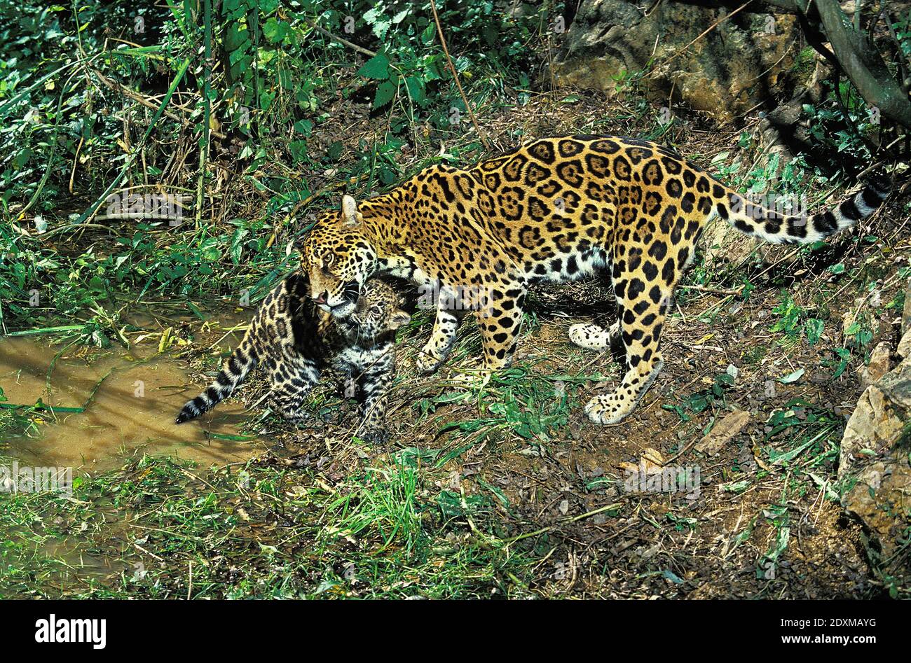 Jaguar, panthera onca, Mother and Cub Stock Photo