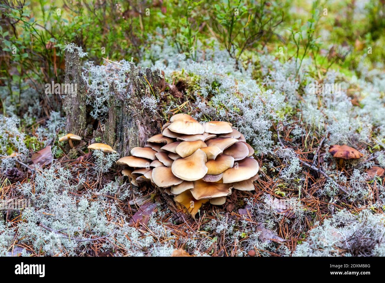 Small mushrooms grow on an old tree stump in moss in forest Stock Photo ...