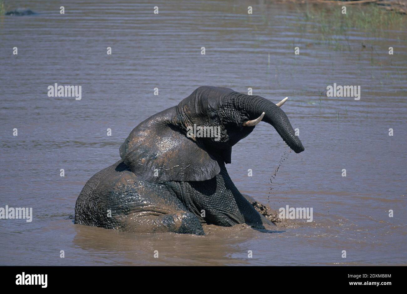 African Elephant, loxodonta africana, Young having Bath in River, Samburu Park in Kenya Stock Photo