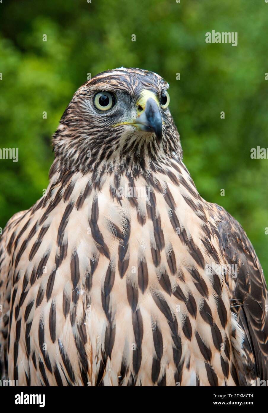 A brown feathered hawk Stock Photo