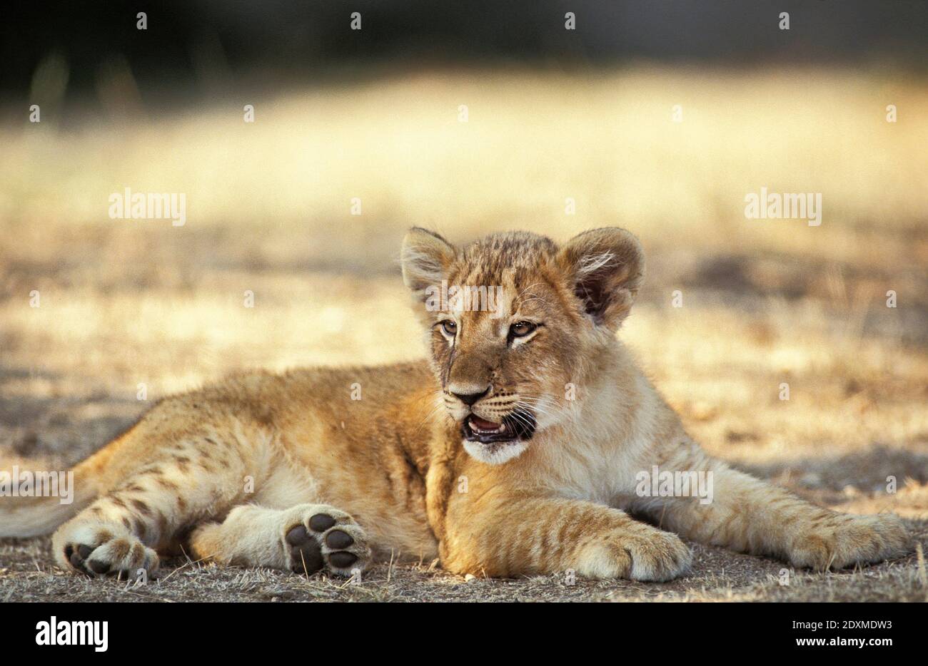 African Lion, panthera leo, Cub laying, Masai Mara Park in Kenya Stock ...