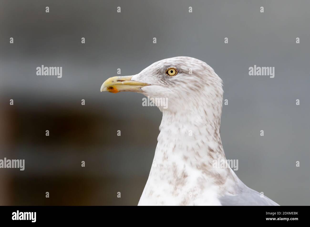 Portrait of a an American hering gull in third winter Stock Photo