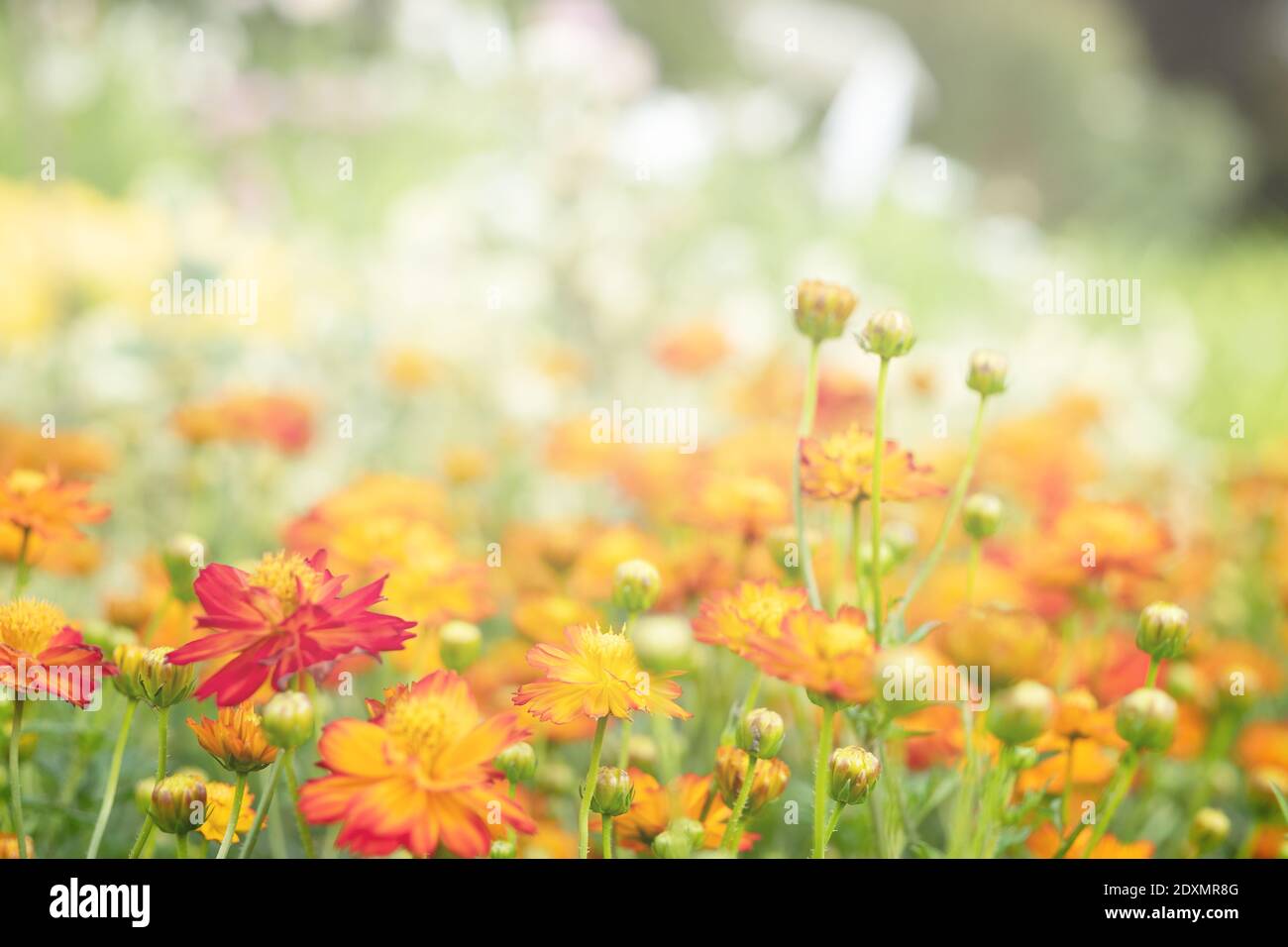 Close-up Of Yellow Flowering Plant On Field Stock Photo