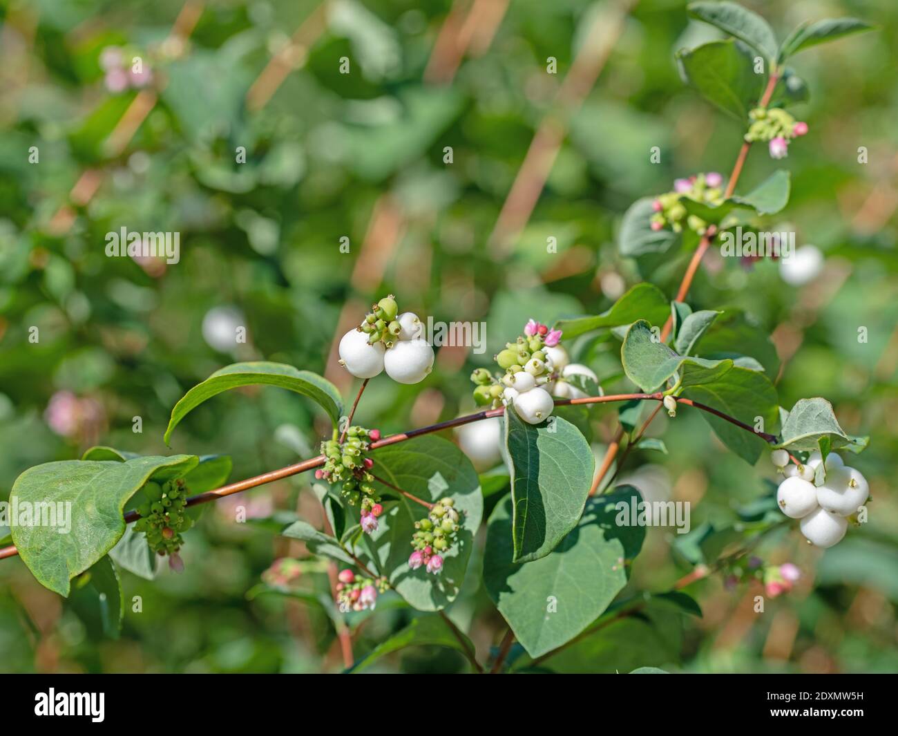 Fruits of the snowberry, Symphoricarpos Stock Photo