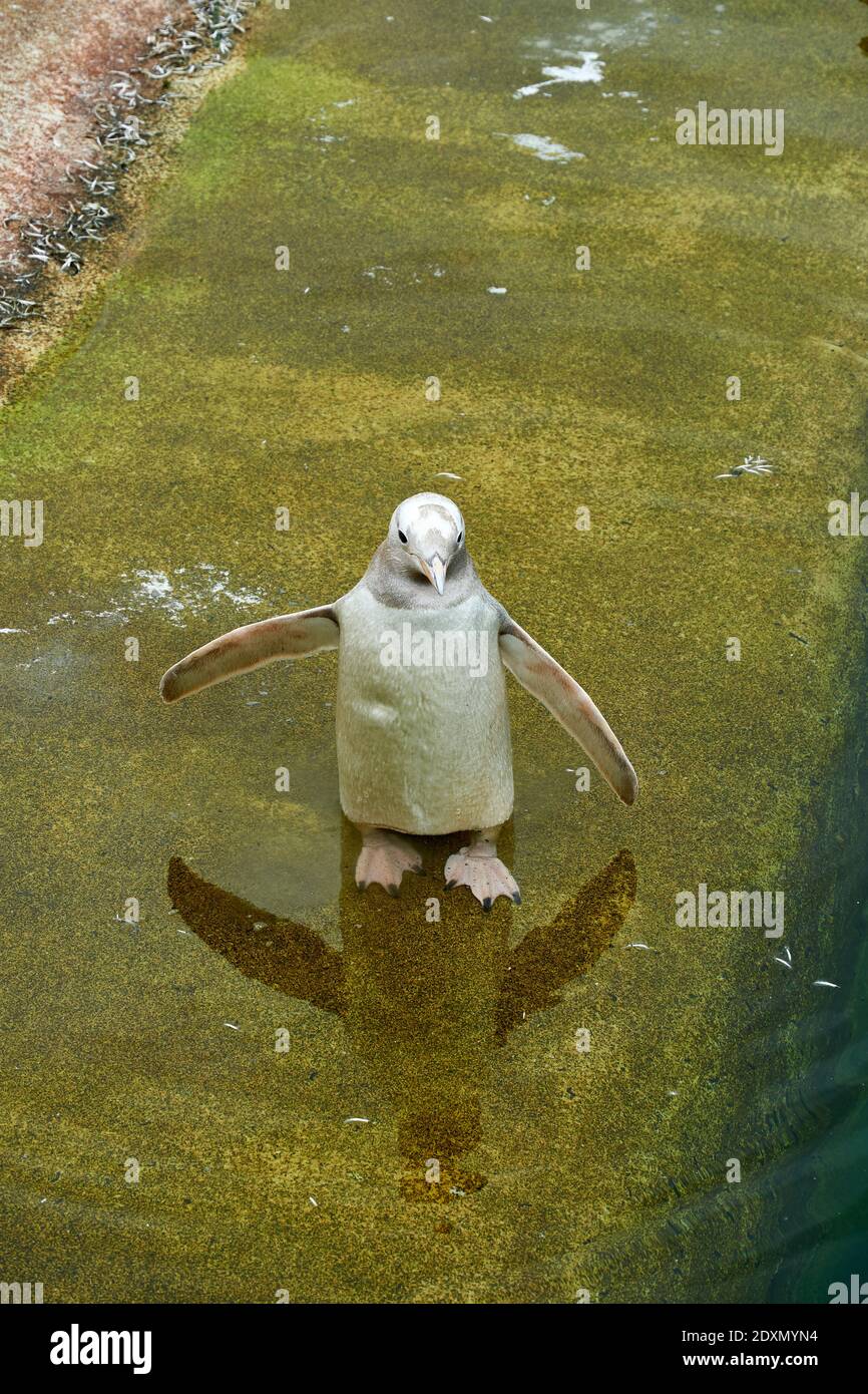 Snowflake the only leucisitic Gentoo penguin in RZSS Edinburgh Zoo, Scotland, UK Stock Photo