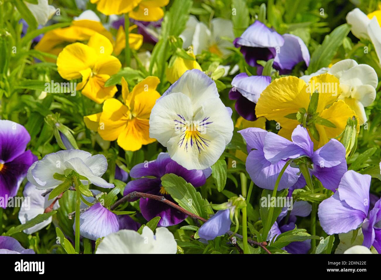 Pansies is blooming in spring meadow, closeup. White, blue and yellow flowers is growing in garden. Landscaping and decoration in city park. Stock Photo