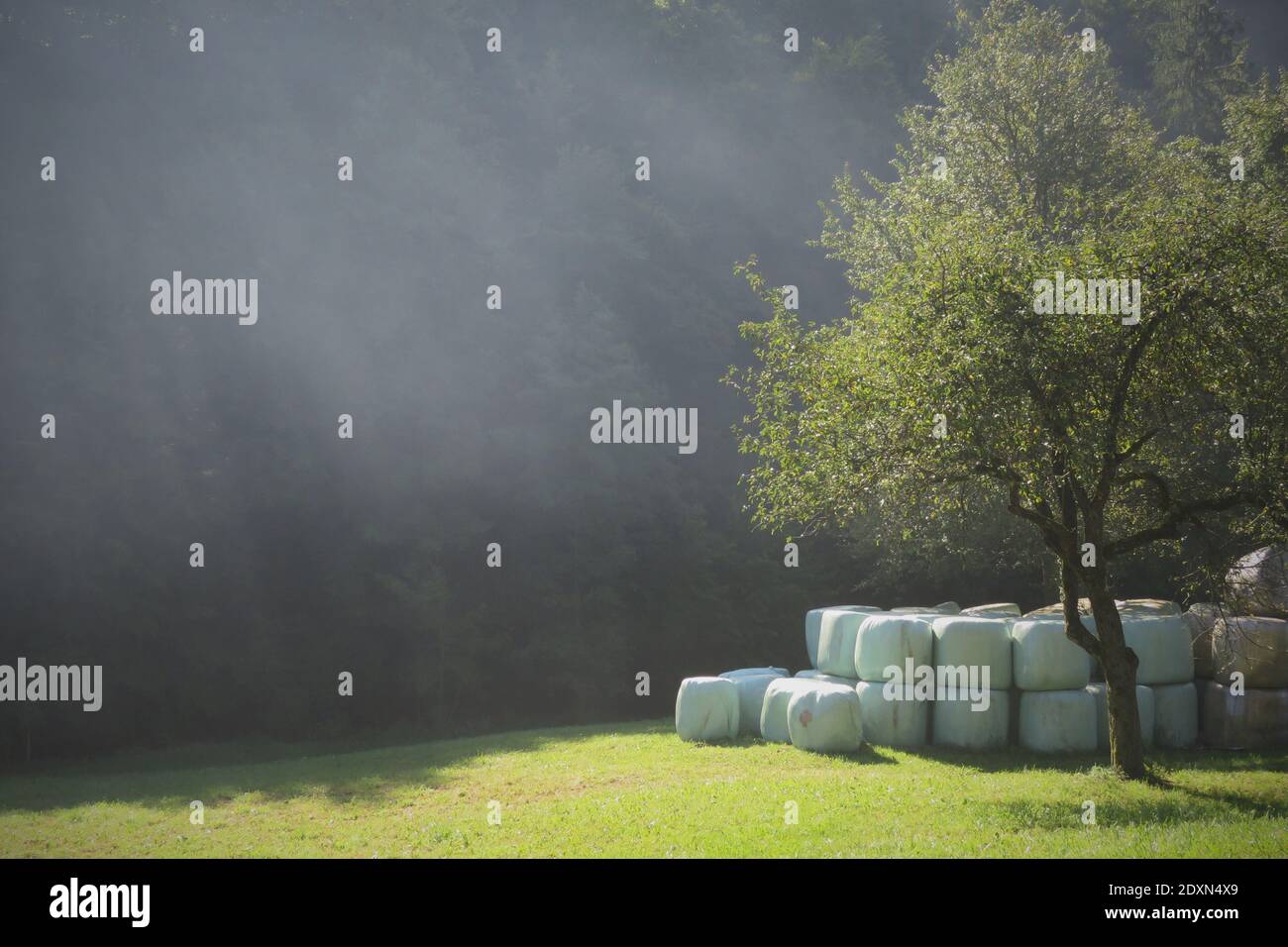 Stack Of Trees On Field Against Smoke Stock Photo
