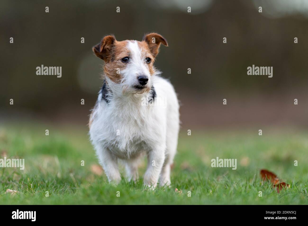 Rough Coated Jack Russell bitch, in field. North Yorkshire, UK Stock