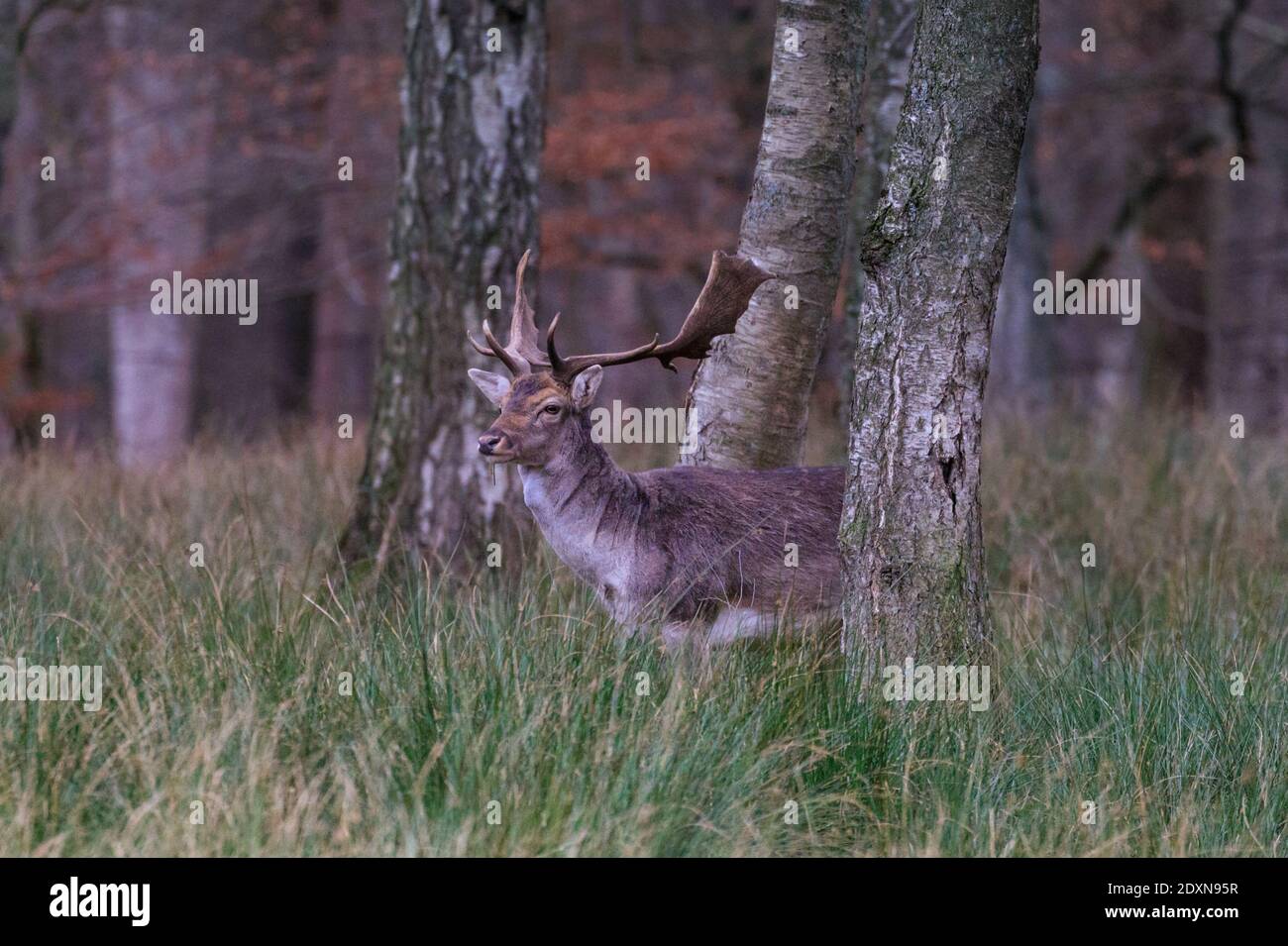 Fallow deer (dama dama) male (bucks) stands in grass and woodland, Germany Stock Photo