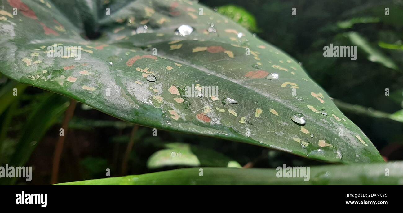 Close-up Of Raindrops On Leaves Stock Photo