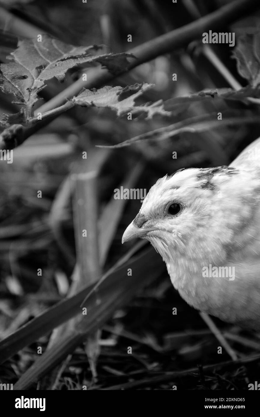 Quail Black and White Stock Photos & Images Alamy