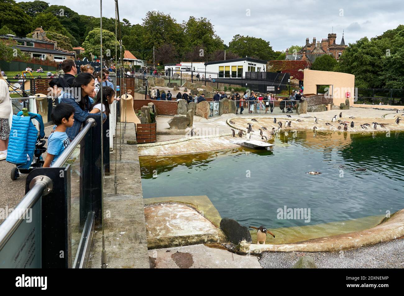 View from thebridge onto the Penguins Rock in RZSS Edinburgh Zoo, Scotland, UK Stock Photo