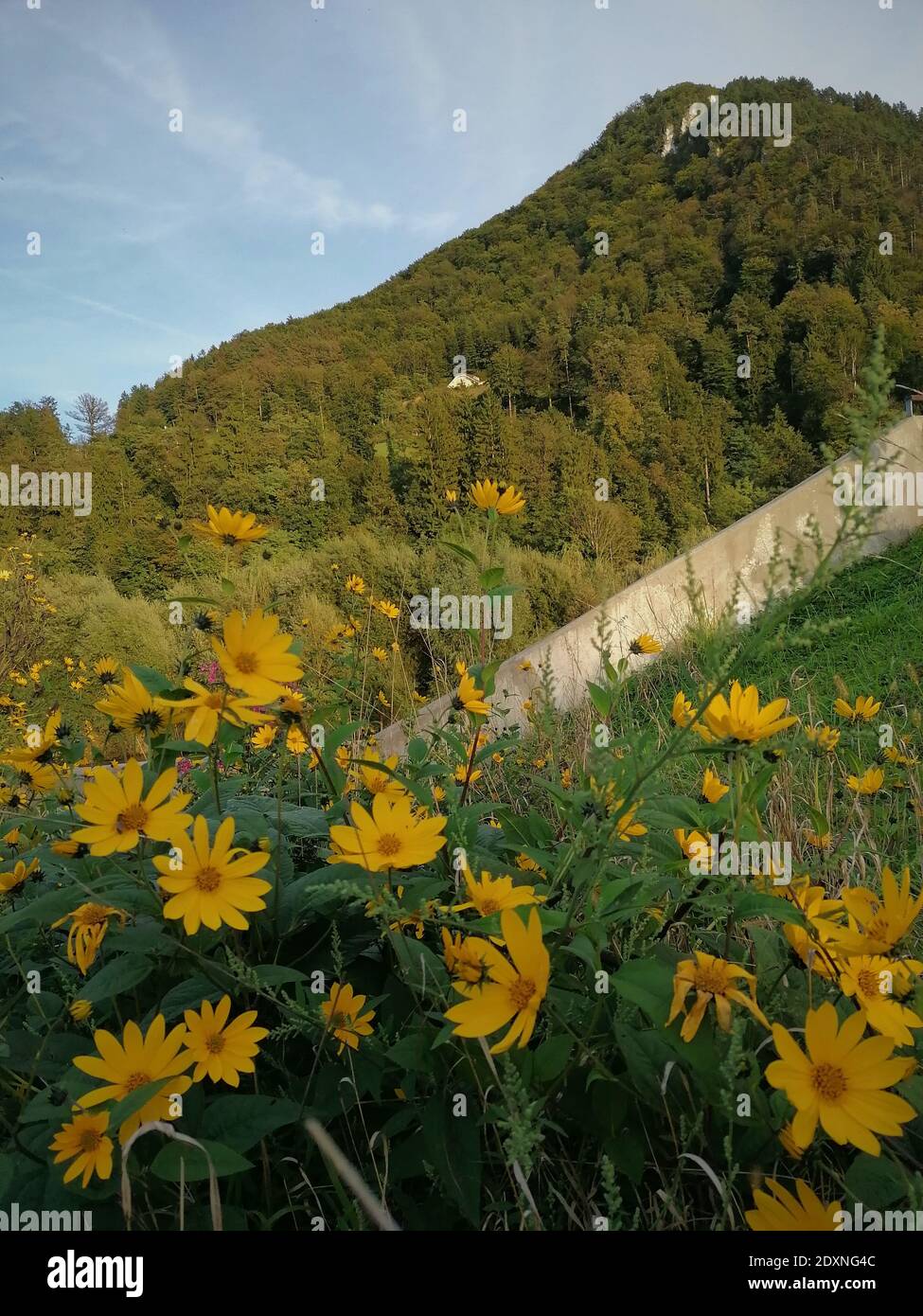 Scenic View Of Yellow Flowering Plants On Mountain Against Sky Stock Photo