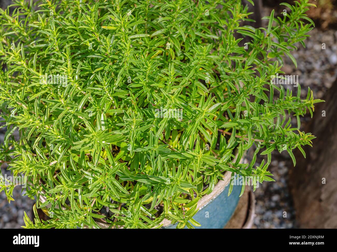 Lemon Winter Savory (Satureja montana citriodora) bush Stock Photo