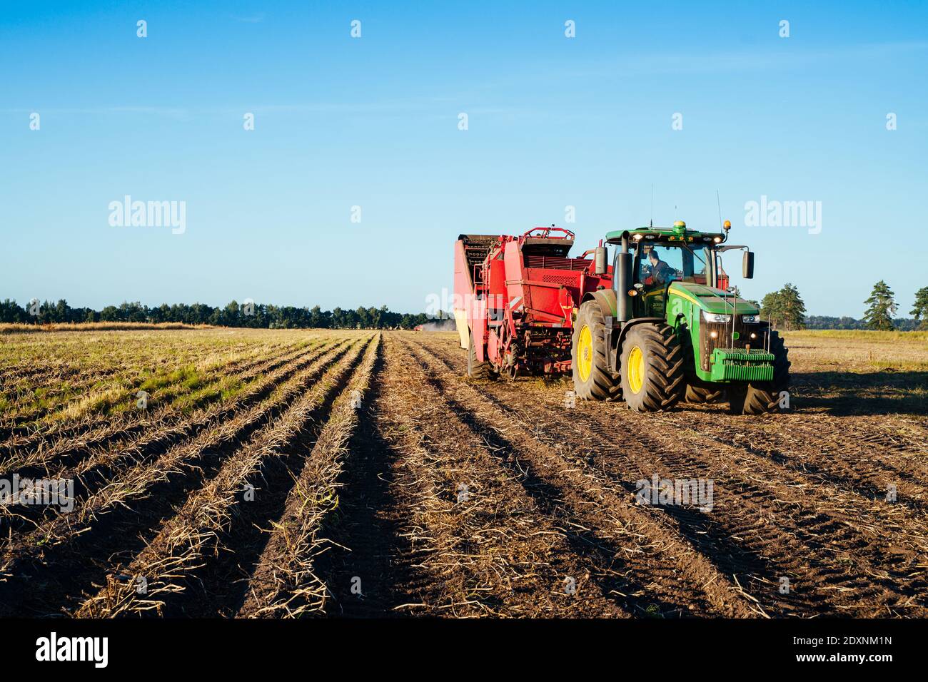 The tractor is harvesting potatoes in the field. Agricultural industry image Stock Photo