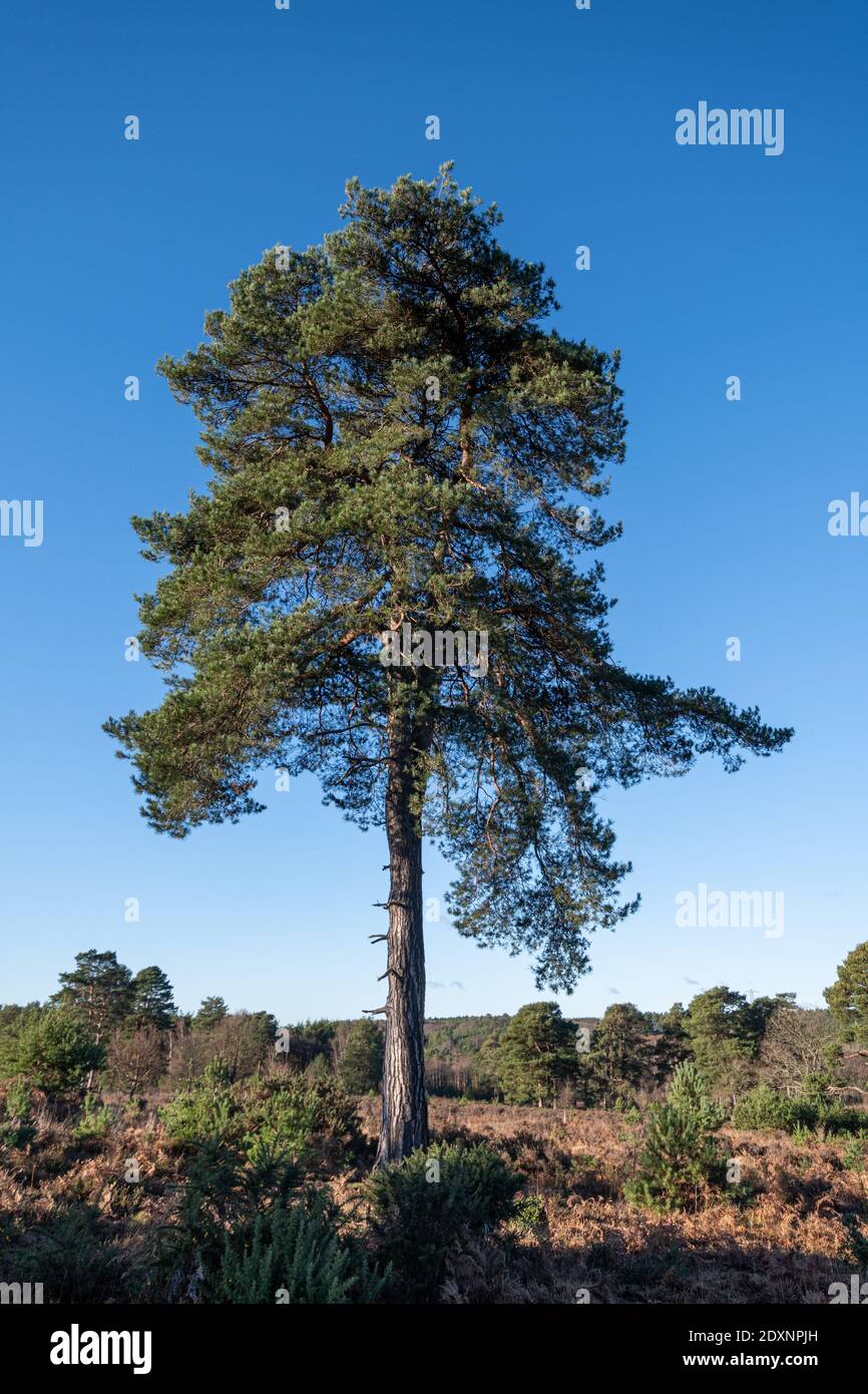 A Single Scots Pine Tree (Pinus Sylvestris) Against Blue Sky, Barossa ...