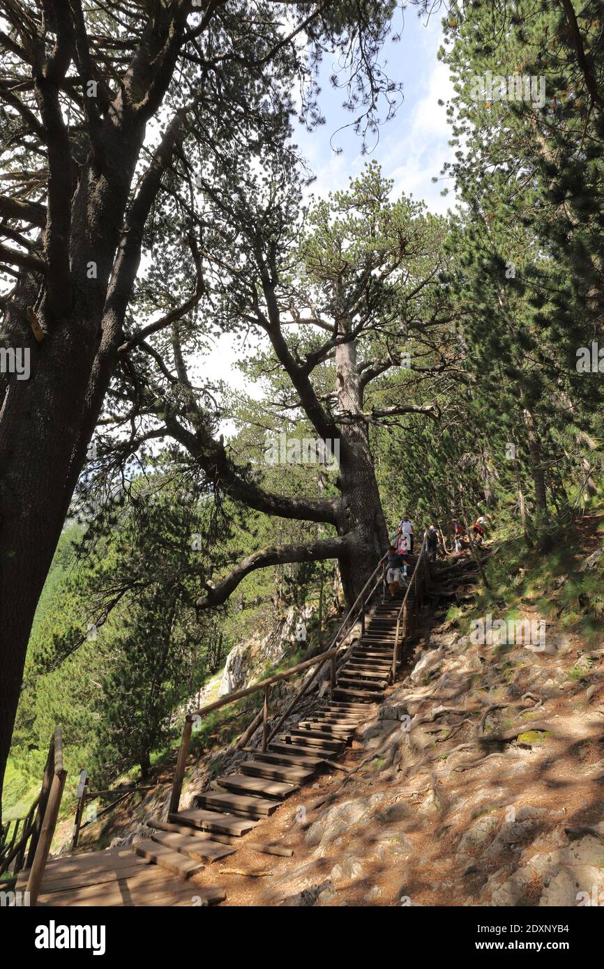 BULGARIA, PIRIN NATIONAL PARK - AUGUST 03, 2019: The approx. 1300 year old tree 'Baikushev's Pine' is reachable for visitors by stairs. Stock Photo