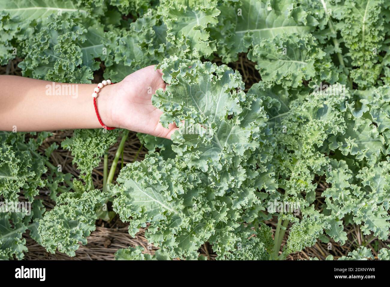 Curl leaf kale or Brassica oleracea grown in hand Stock Photo