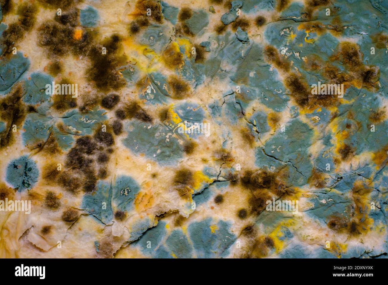 Stone covered with various mildew Stock Photo