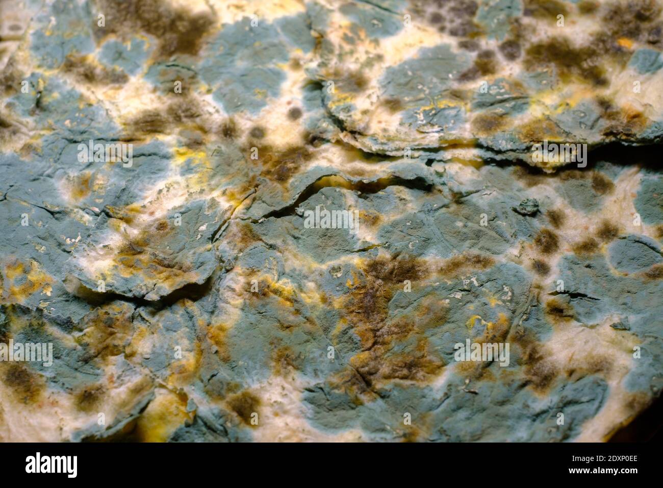 Stone covered with various mildew Stock Photo - Alamy