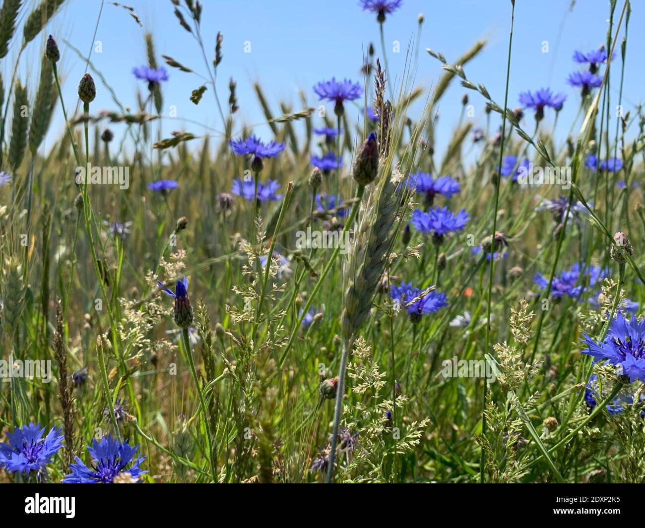 Close-up Of Purple Flowering Plants On Field Stock Photo