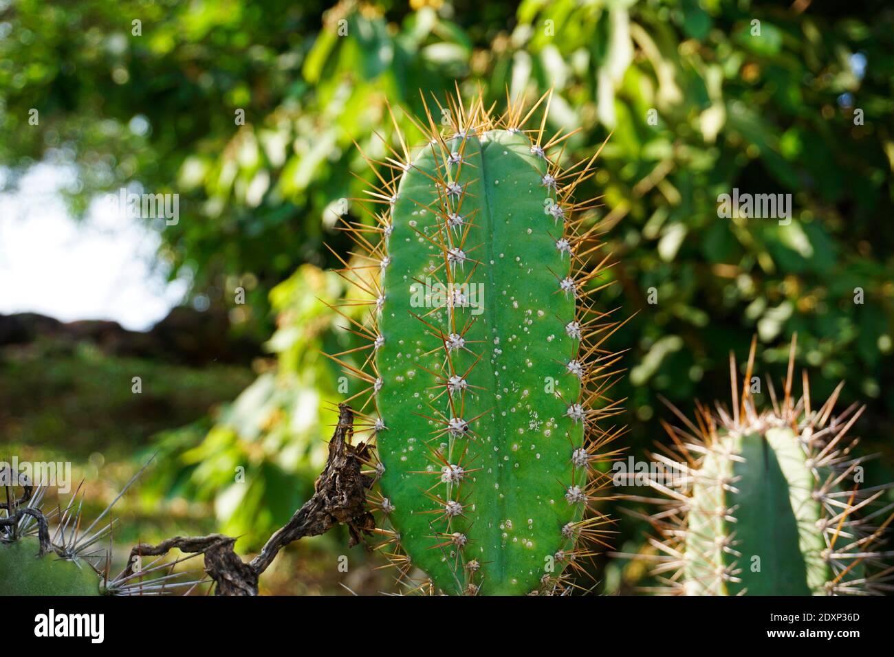Cactus In The Jungle Stock Photo - Alamy