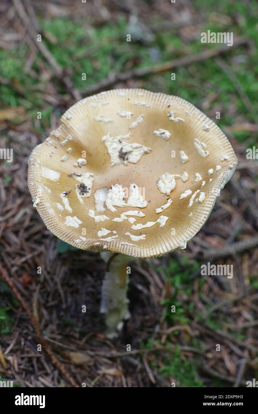 Amanita friabilis, also called Amanitopsis friabilis, commonly known as Fragile Amanita, wild mushroom from Finland Stock Photo