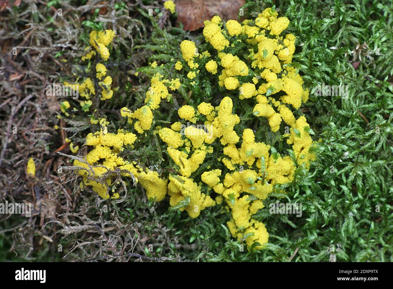 Physarum virescens, yellow slime mold of the order Physarales Stock Photo