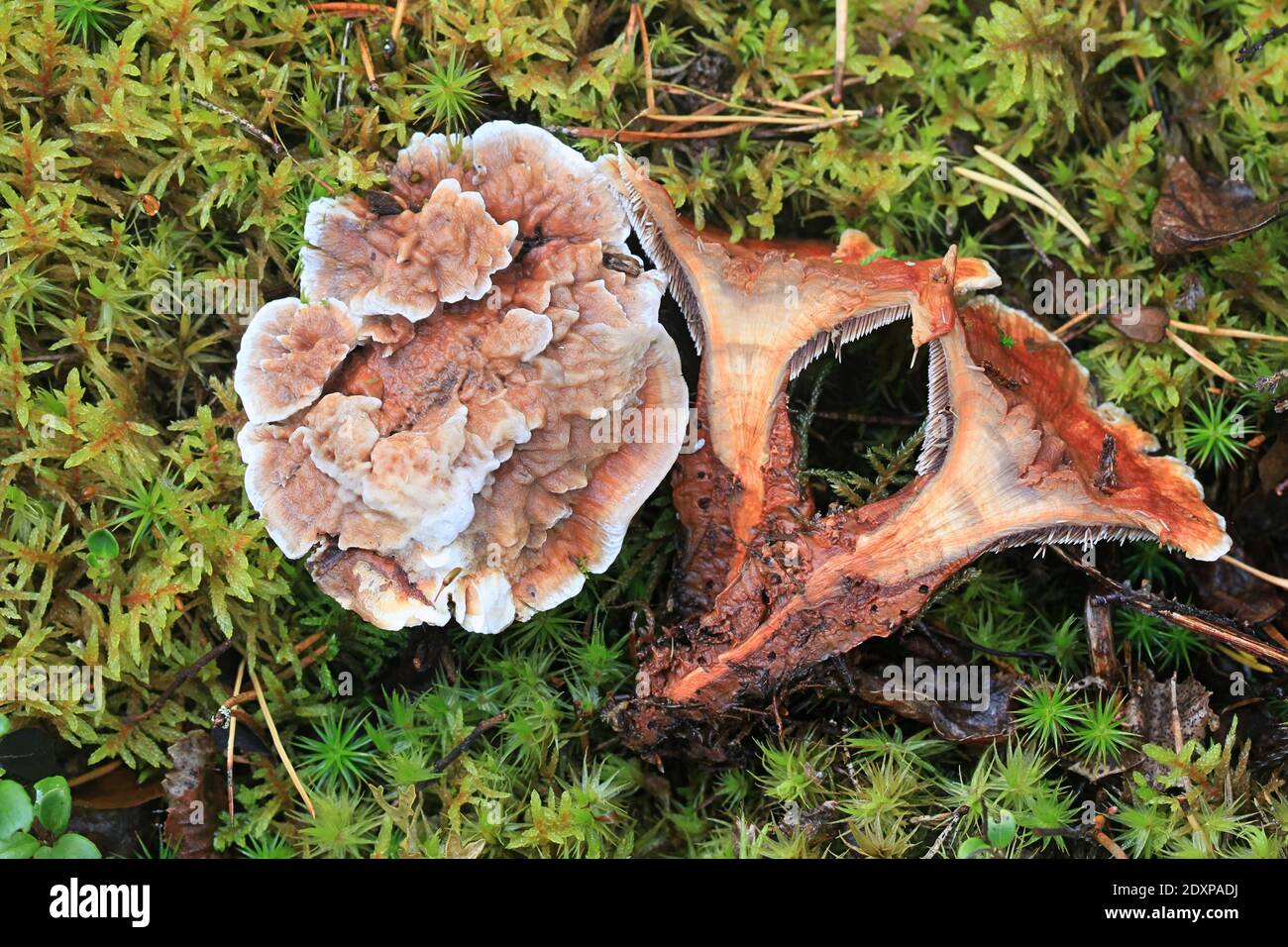 Hydnellum aurantiacum, known as the orange spine or orange Hydnellum, wild tooth fungus from Finland Stock Photo