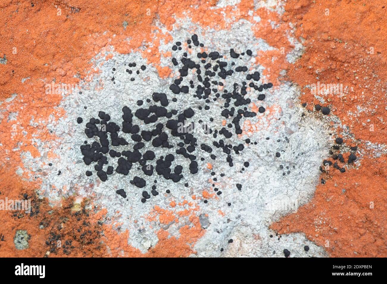 Rhizocarpons or map lichens are considered the oldest living organism on Earth, age-estimated at 8,600 years.  Specimen from Finland Stock Photo