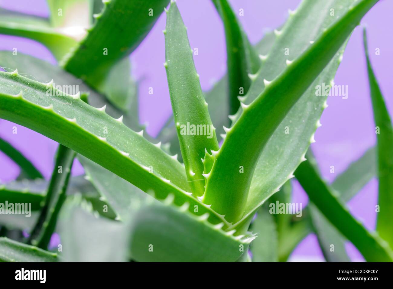 Aloe arborescens is a succulent plant from the Aloeaceae family used both  as an ornamental plant in gardens and as a medicinal plant with strong regen  Stock Photo - Alamy