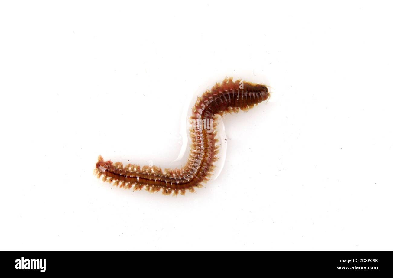 Clam worm hi-res stock photography and images - Alamy