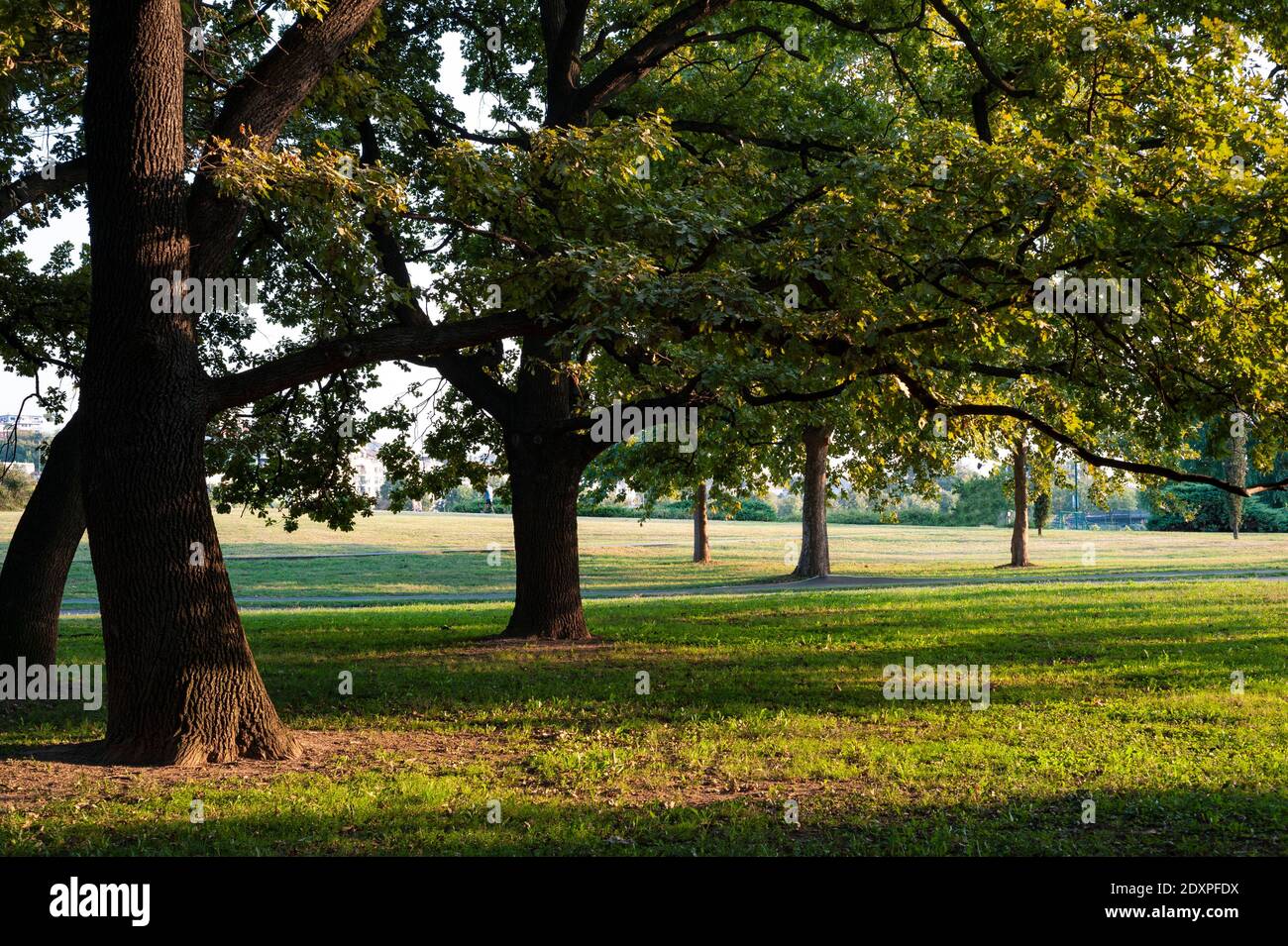 Oaks in the park, summer afternoon Stock Photo
