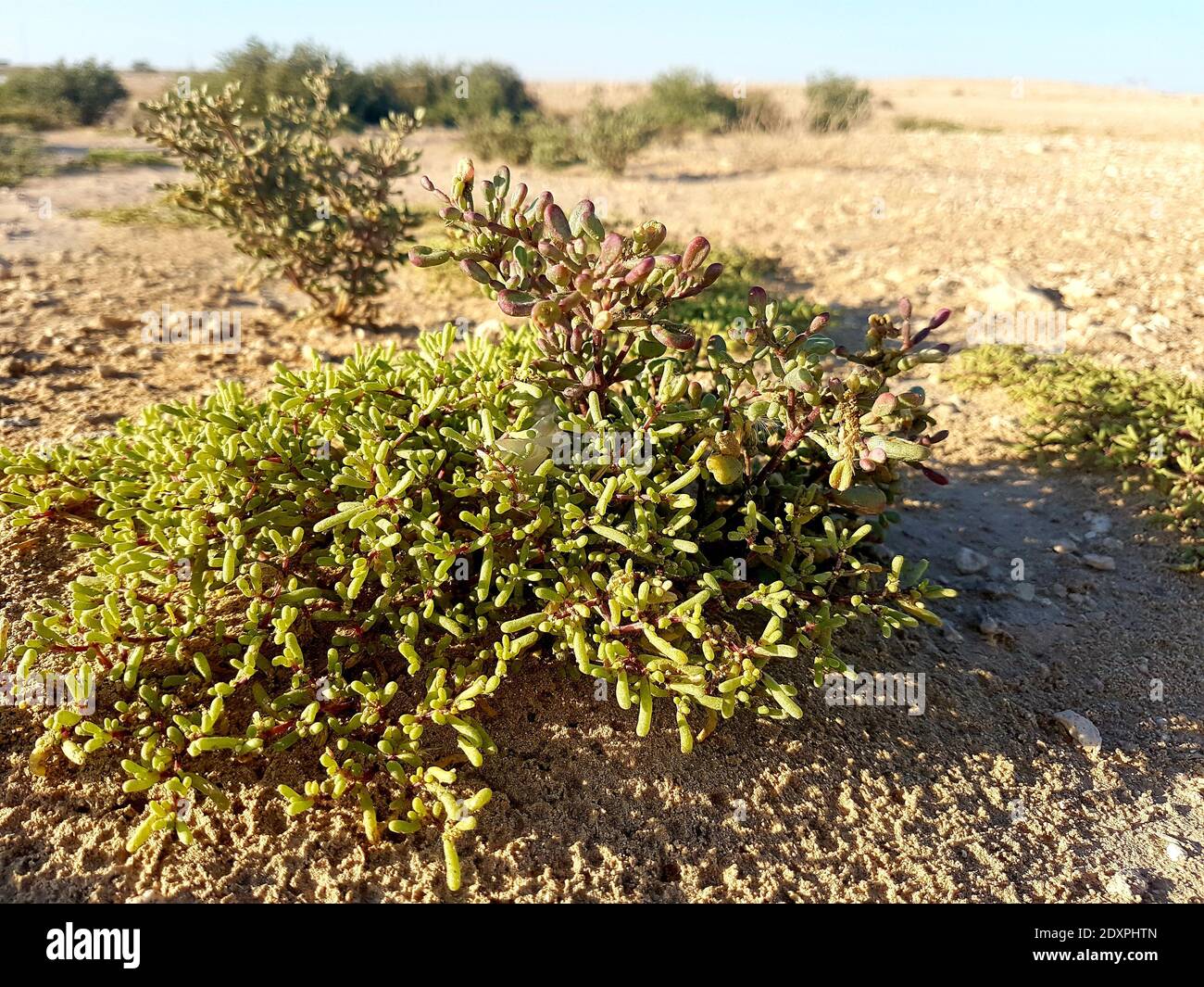 Desert plants qatar hires stock photography and images Alamy