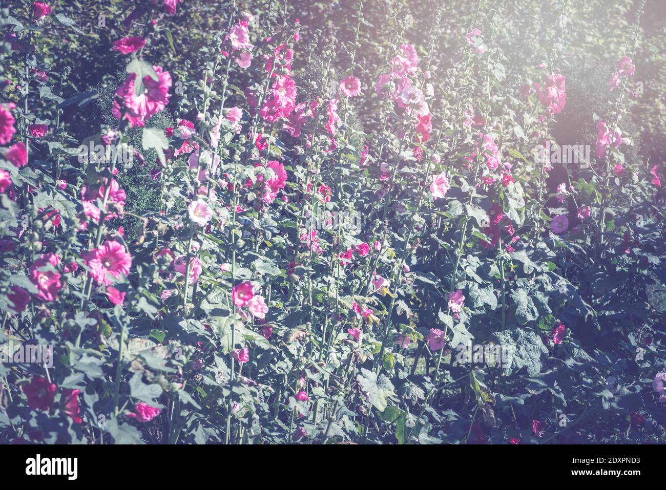 Background Nature Flower Flower Garden Faintly Sunlit Stock Photo Alamy Background Nature Flower Flower Garden Faintly Sunlit Stock Photo Alamy