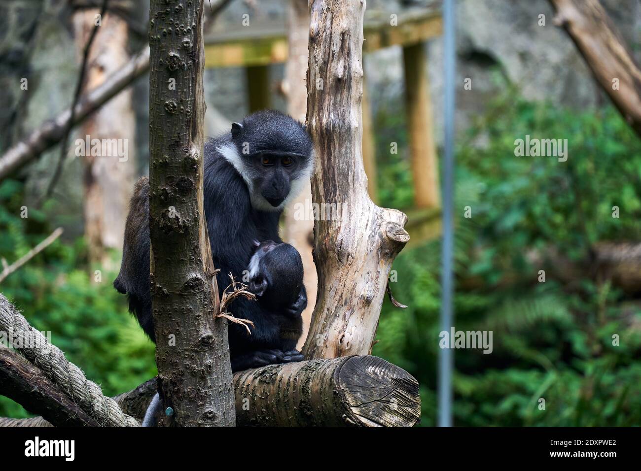 Monkey with a baby monkey in captivity in RZSS Edinburgh Zoo, Scotland, UK Stock Photo