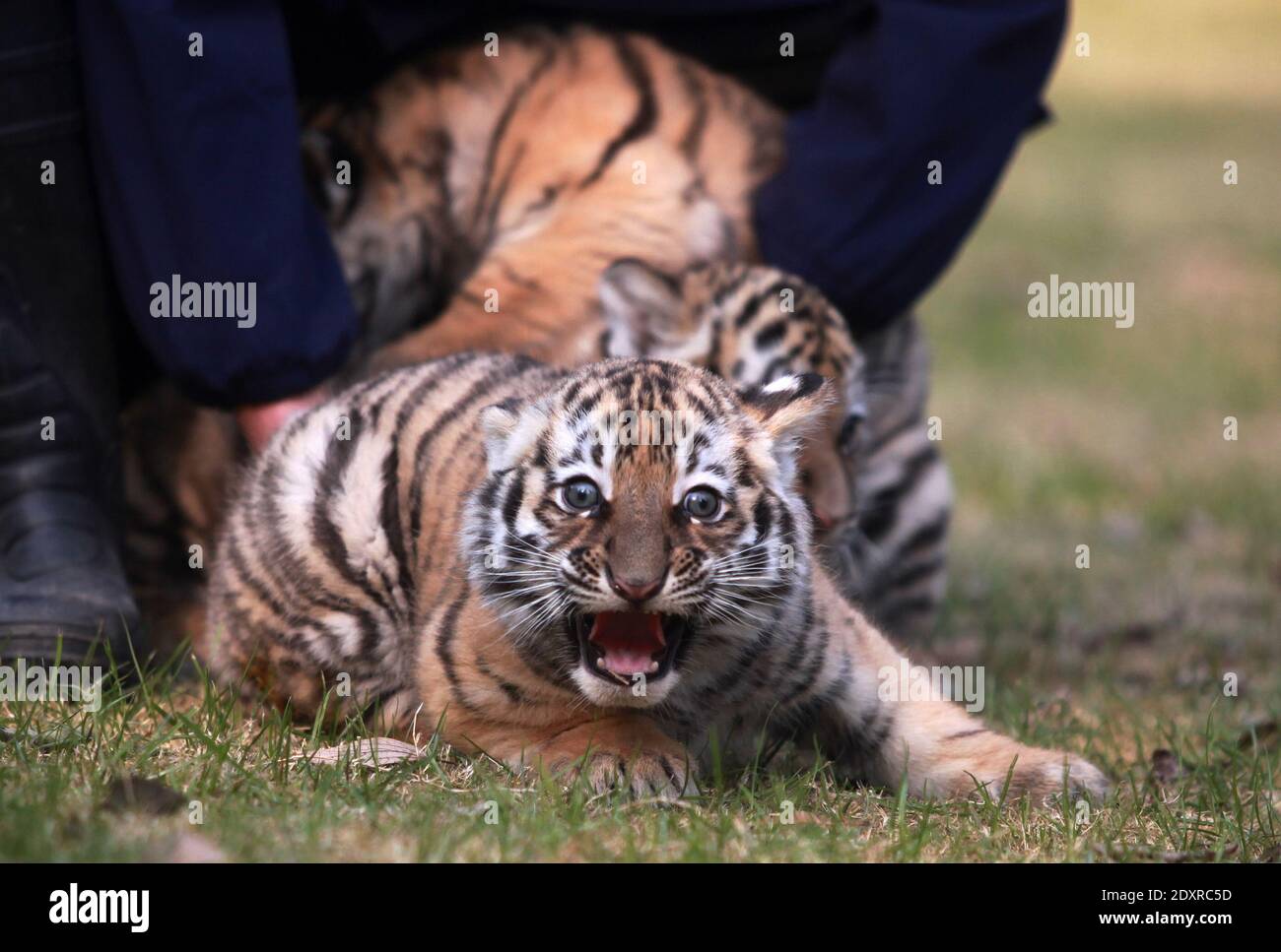 Siberian tiger cubs play at Yunnan Wild Animal Park in Kunming-Xinhua