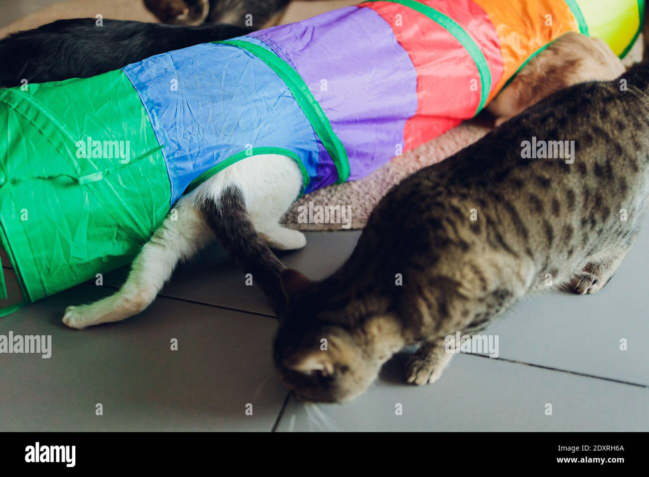 Calico Cat Framed and Alert in Cat Tunnel Toy Stock Photo - Alamy